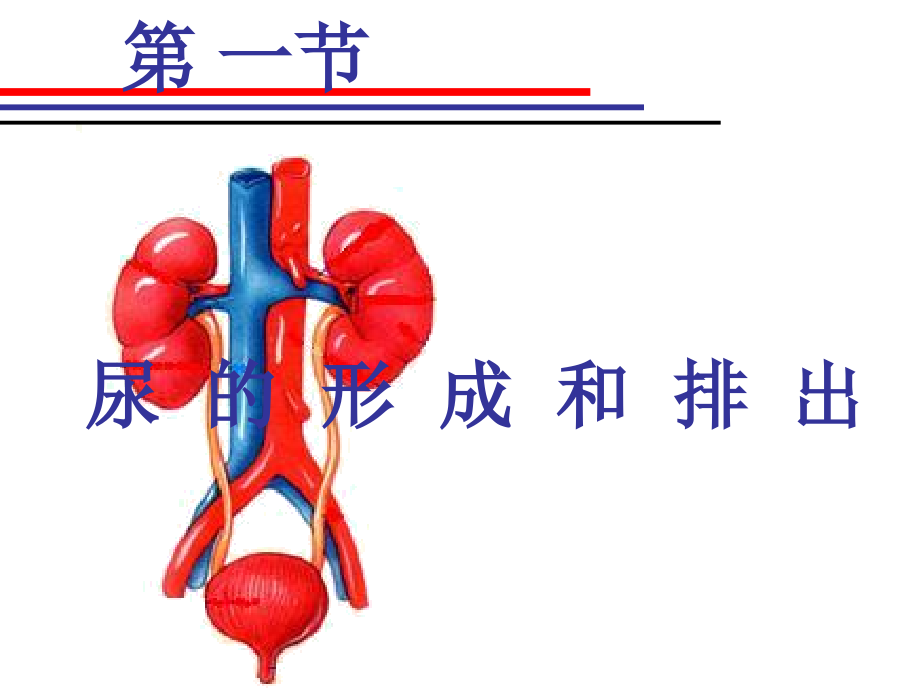 尿的形成和排出_第1页