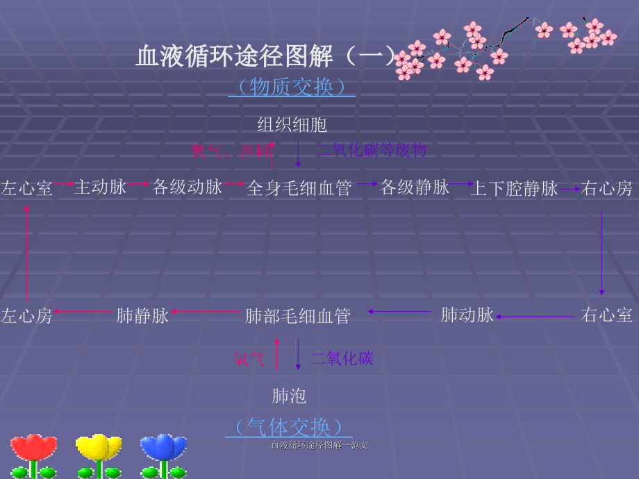 血液循环途径图解一范文课件_第1页