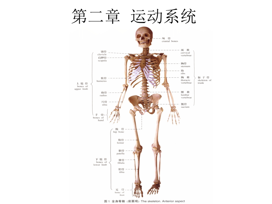 《人体解剖学》课件第二章运动系统_第1页