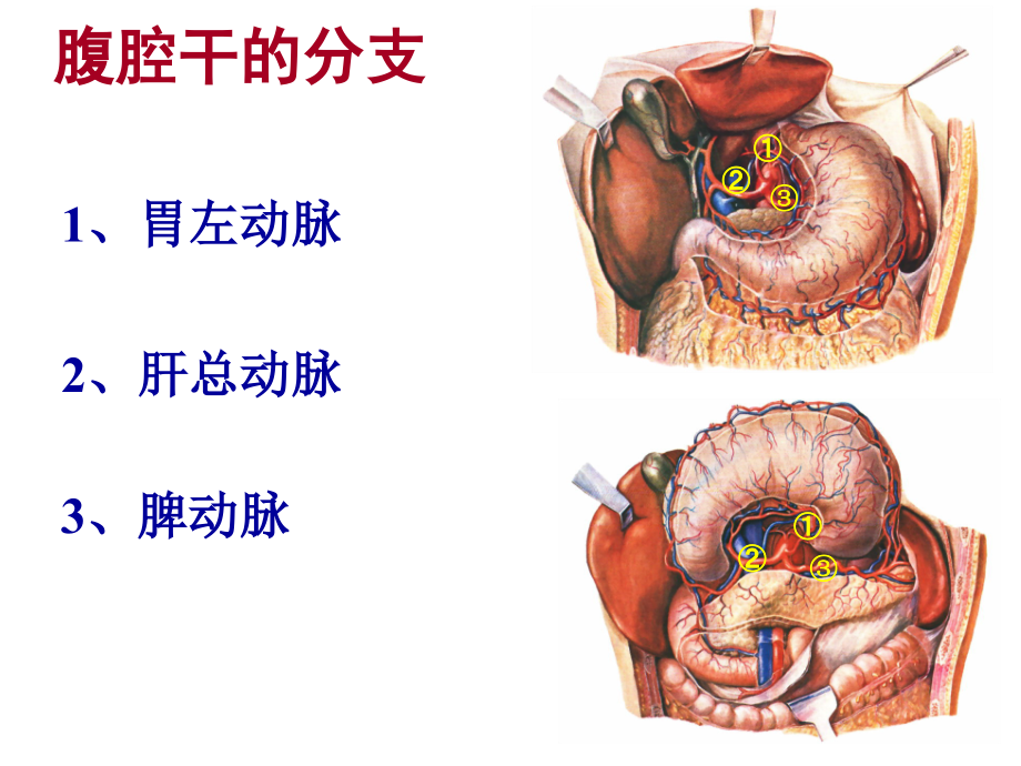 腹腔干的分支_第1页