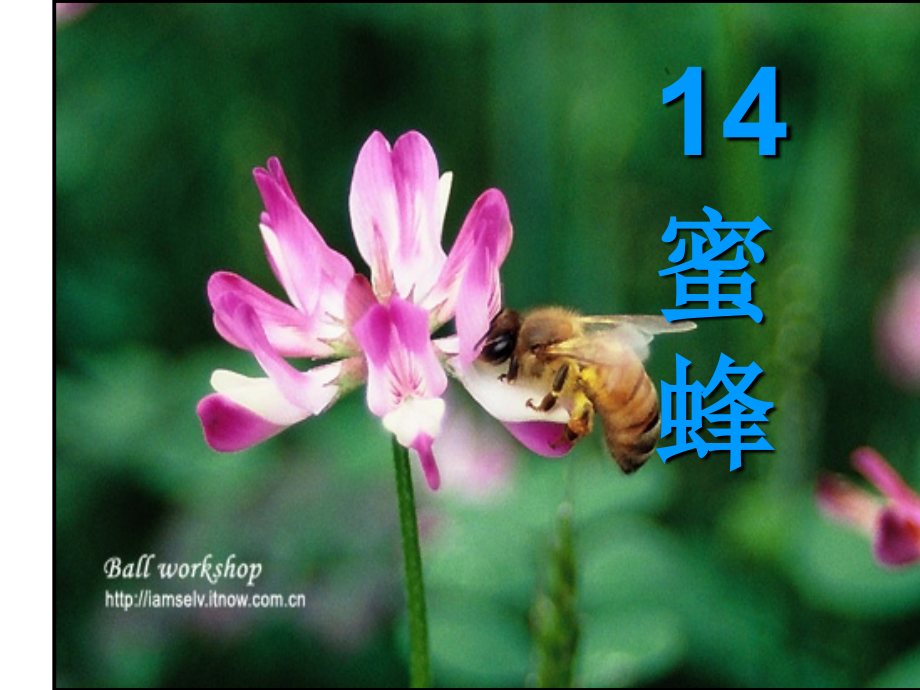 14《蜜蜂》课件3_第1页