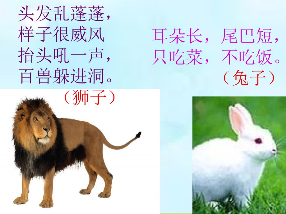 黄婉月《狮子和兔子》课件_第1页