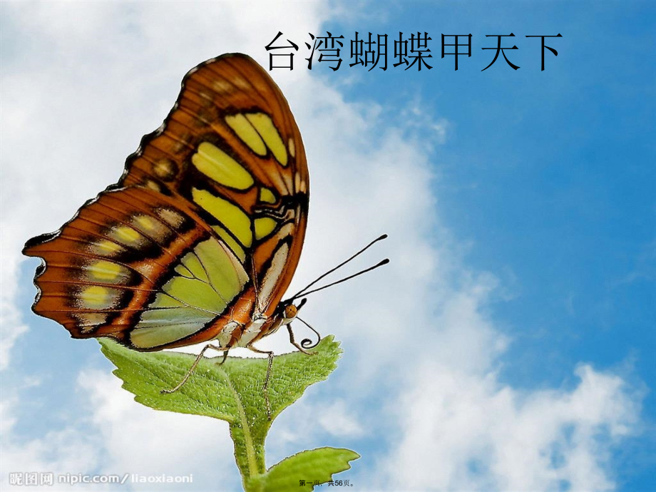 《台湾蝴蝶甲天下》课件_第1页