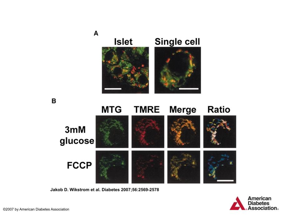 JakobD.Wikstrometal.Diabetes2007;562569-2578_第1页