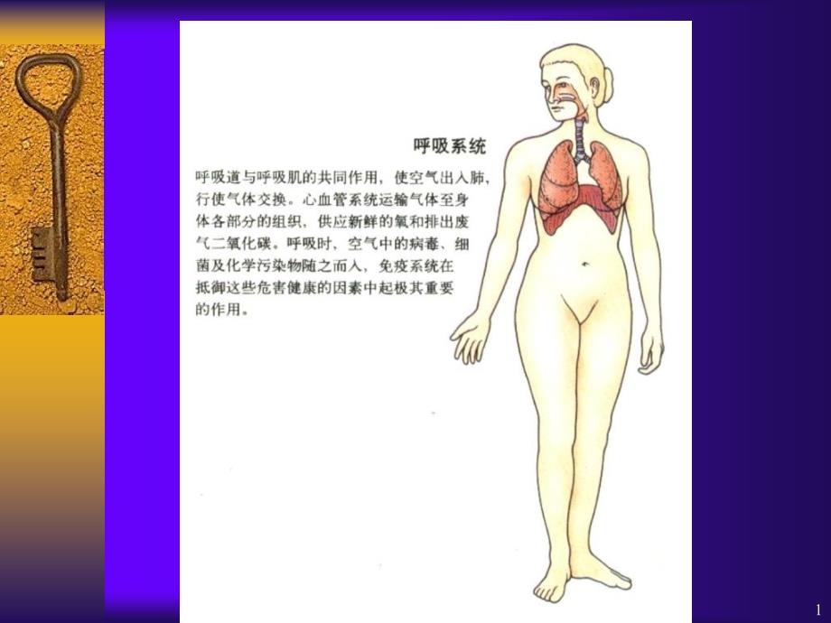 呼吸系统大纲_第1页