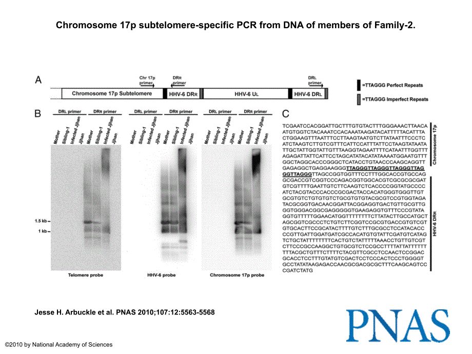 Chromosome17psubtelomere-specificPCRfromDNAof_第1页