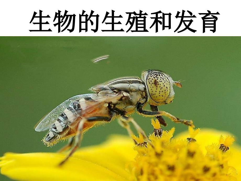 初三生物下册复习课件生物的生殖和发育_第1页