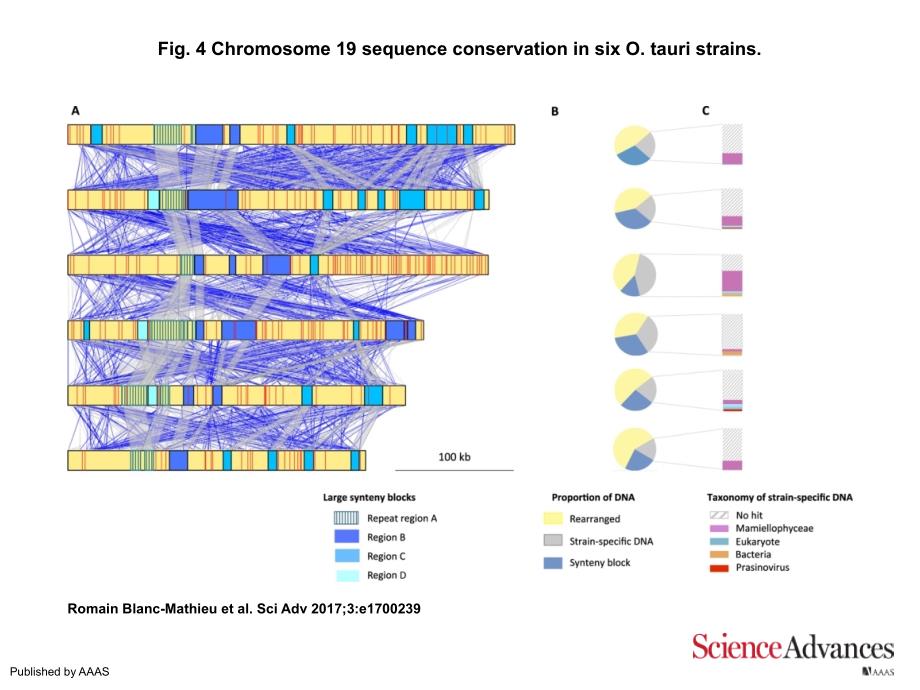 Fig.4Chromosome19sequenceconservationinsixO.tauri_第1页