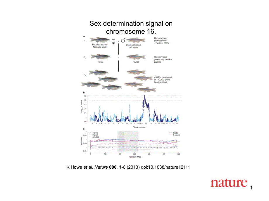 Sexdeterminationsignalonchromosome16_第1页