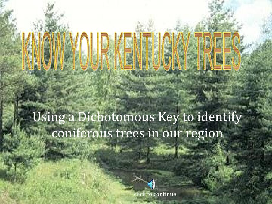 UsingaDichotomousKeytoidentifyconiferoustreesinour_第1页