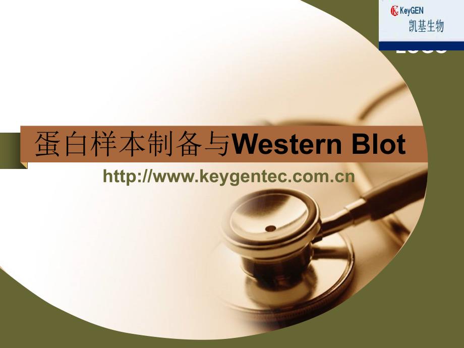 蛋白样本制备及western blot_第1页