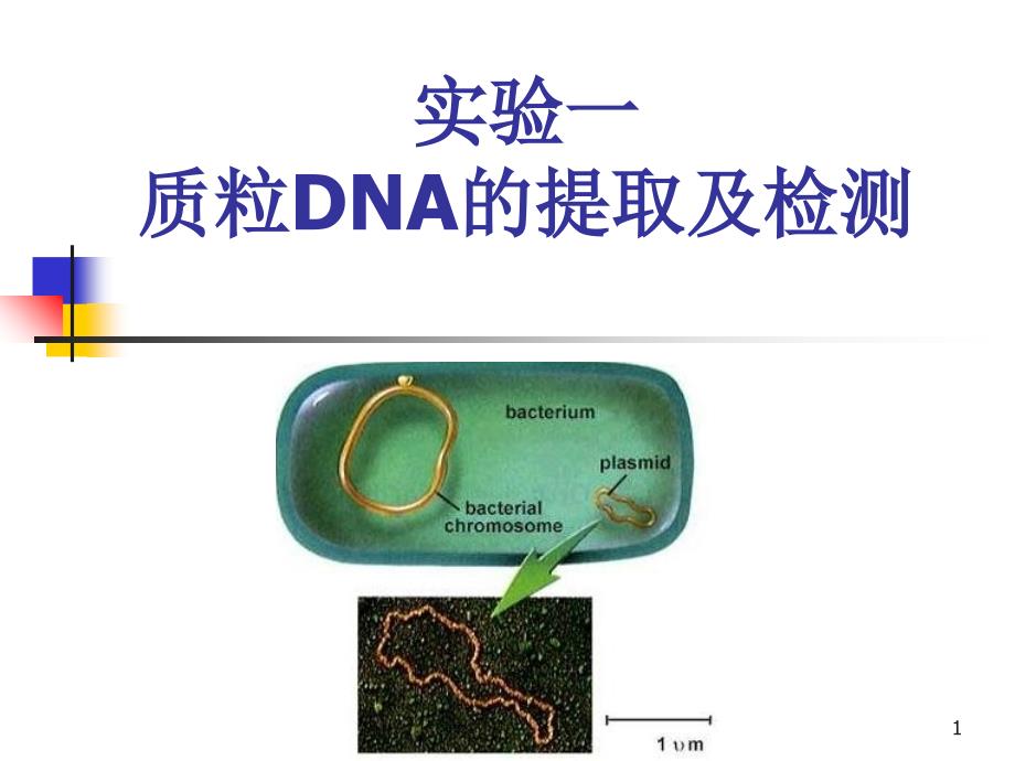 实验一质粒DNA提取及检测_第1页