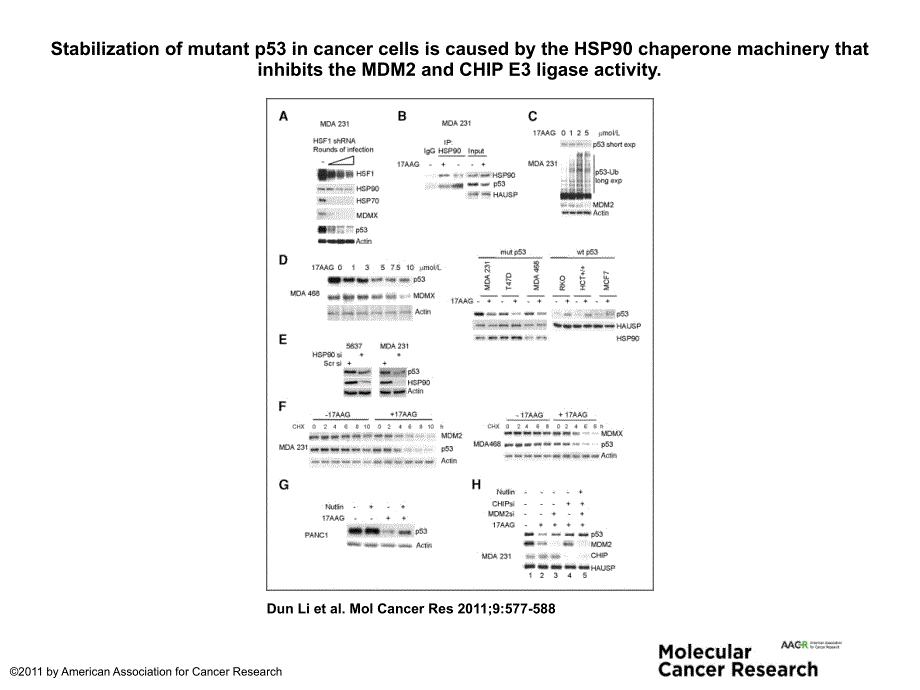 Stabilizationofmutantp53incancercellsiscausedbythe_第1页