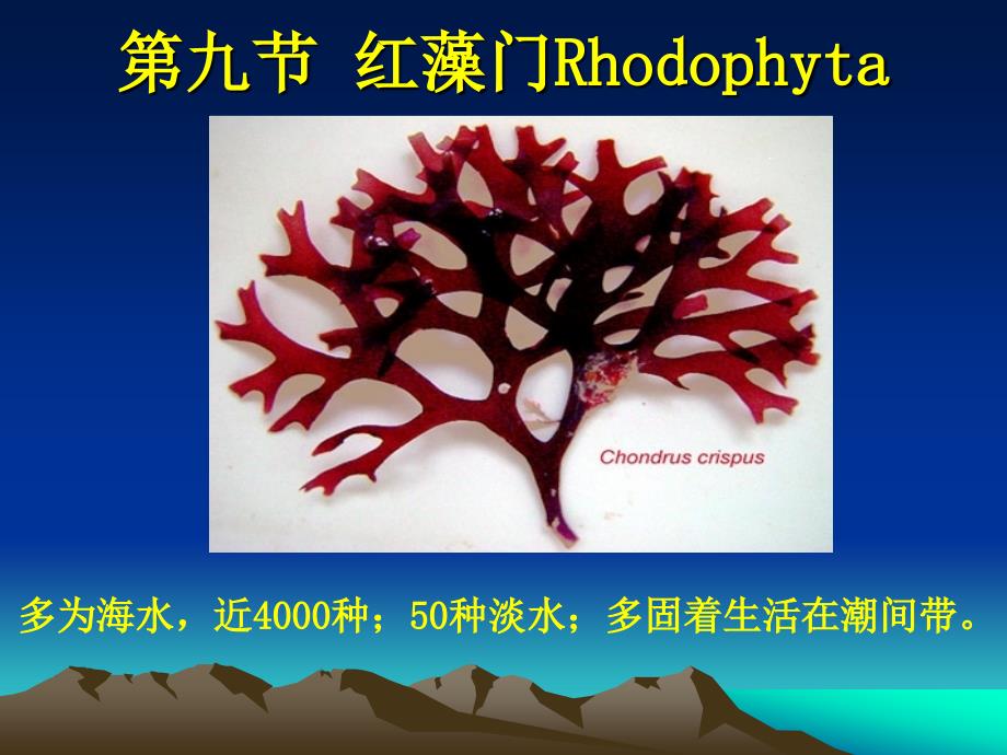 第五章红藻门Rhodophyta_第1页