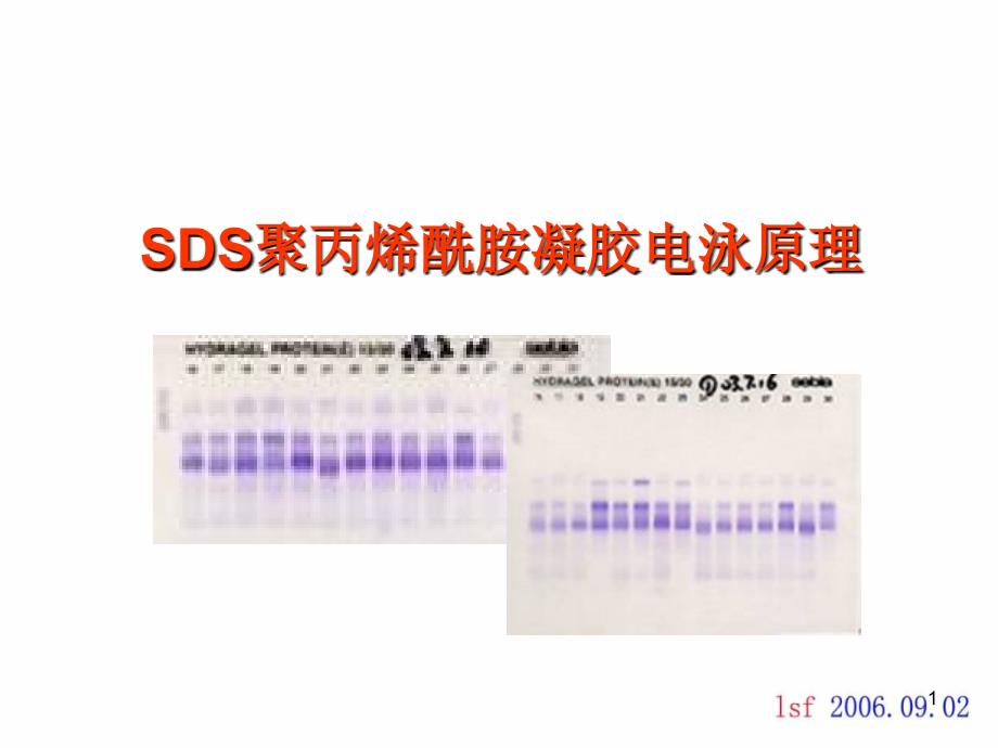 SDSPAGE原理上_第1页