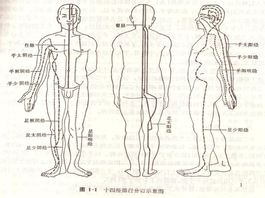 中医穴道位置针灸法医治疾病血管和神经分布_第1页