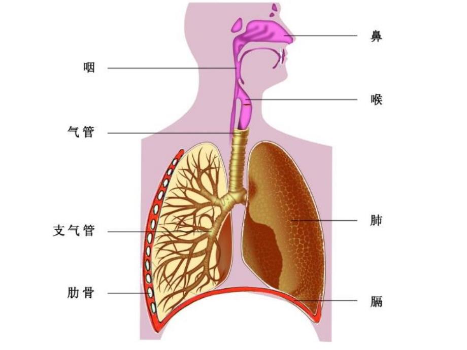 《人体呼吸系统》PPT课件_第1页