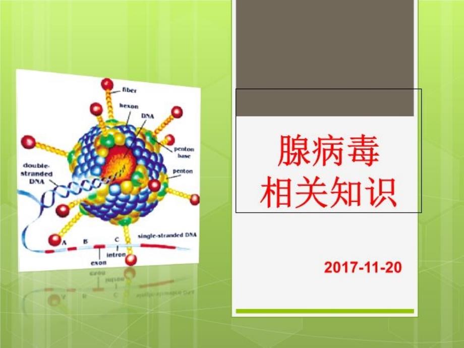 《腺病毒相关知识》PPT课件_第1页