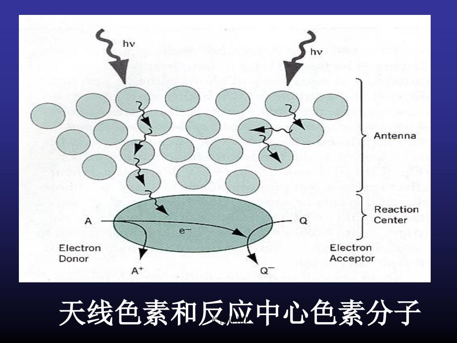 光合作用I课件_第1页