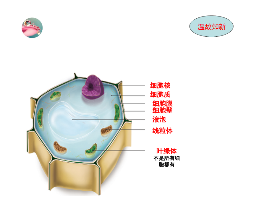 23动物细胞_第1页