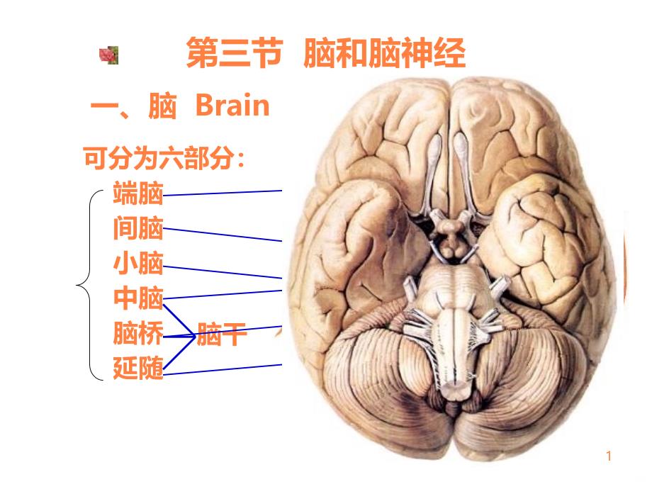 脑脑神经课件_第1页