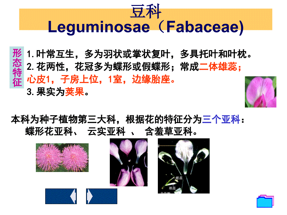 8生药学--豆科_第1页