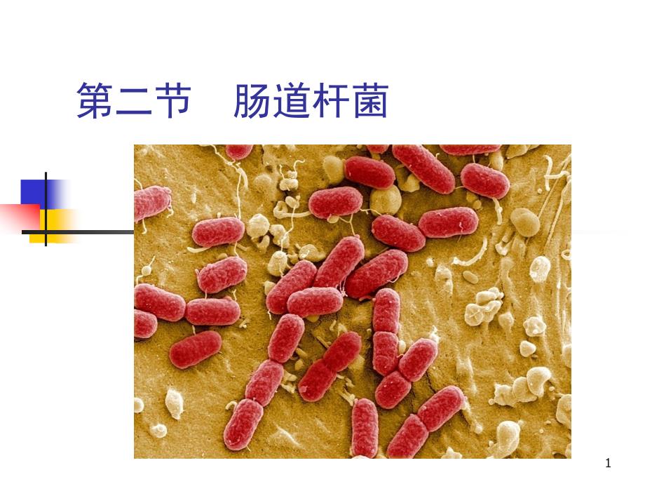 9第五章第二节肠道杆菌_第1页