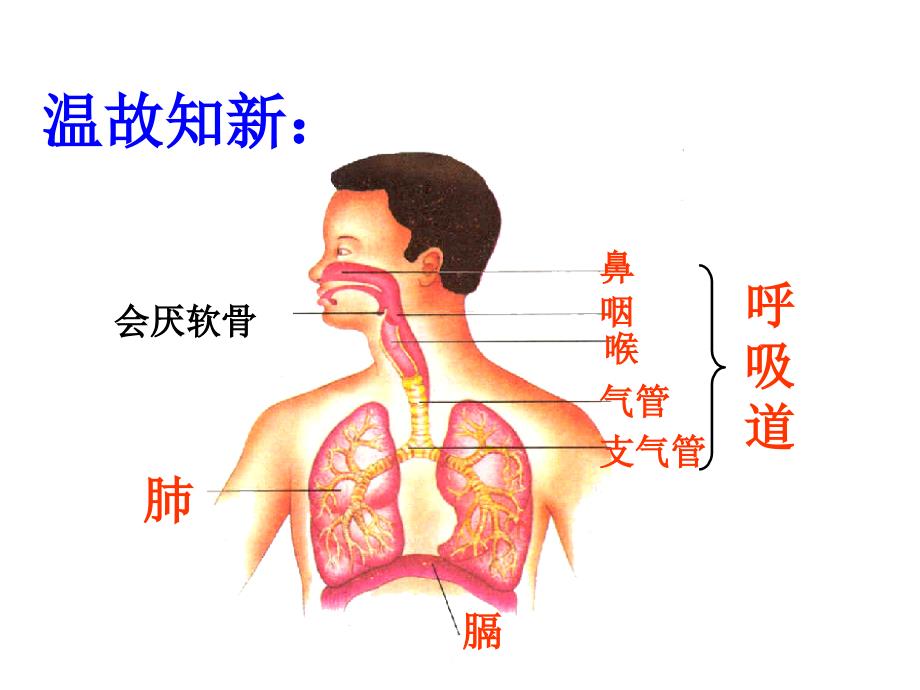 8发生在肺内的气体交换_第1页