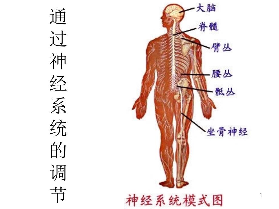 通过神经系统的调部分_第1页