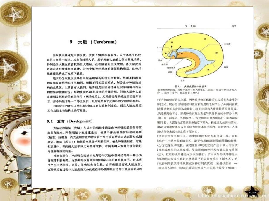 神经系统疾病定位诊断学0910大脑、脑脊液和脑室系统_第1页