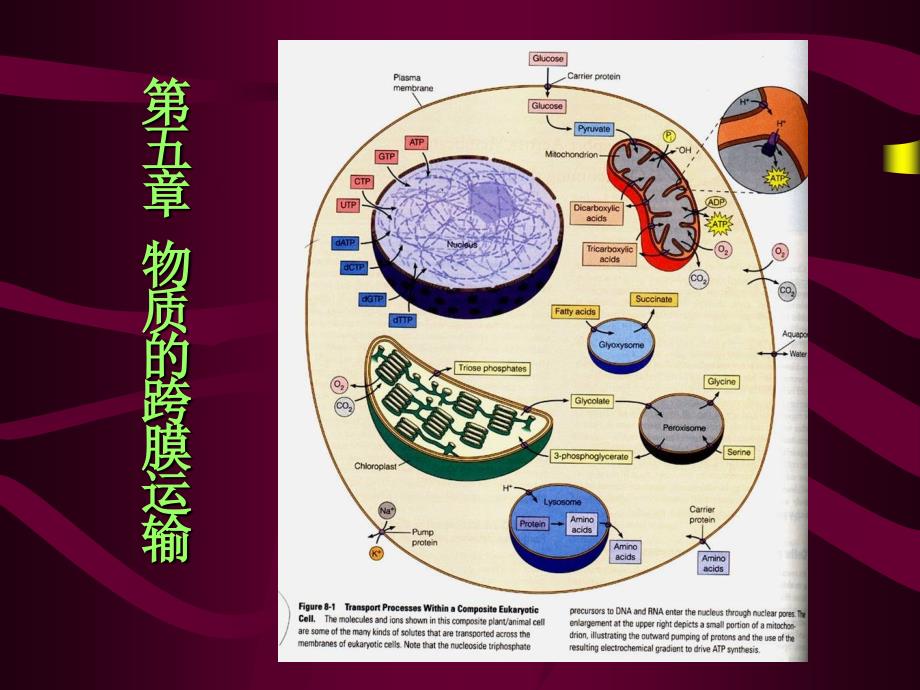 《细胞生物学》课件第5章+物质的跨膜运输_第1页