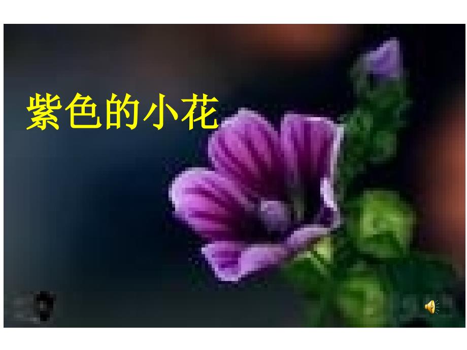 《紫色的小花》ppt课件_第1页