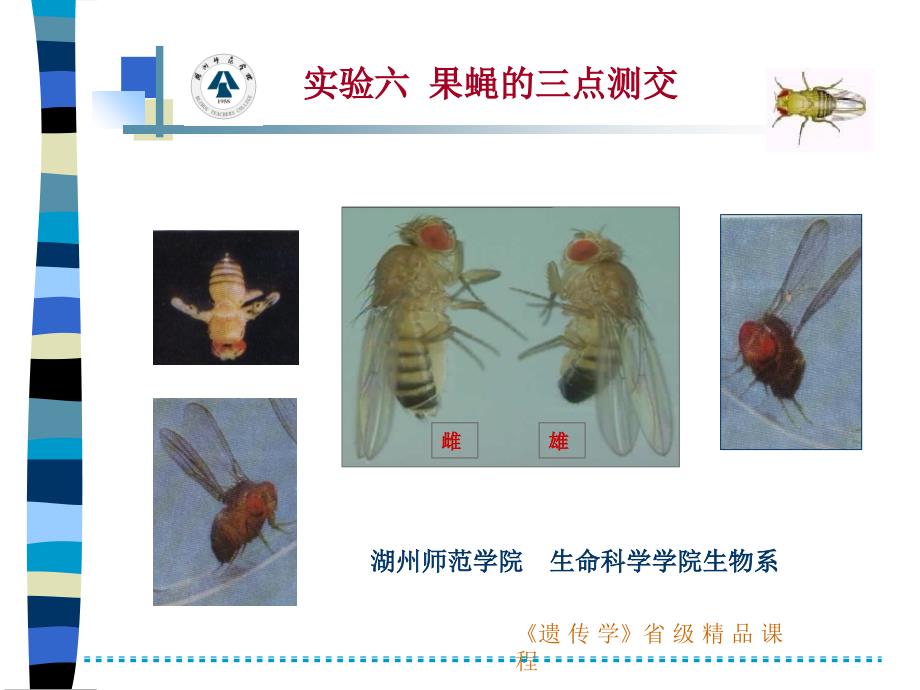 6-果蝇的三点测交讲解课件_第1页