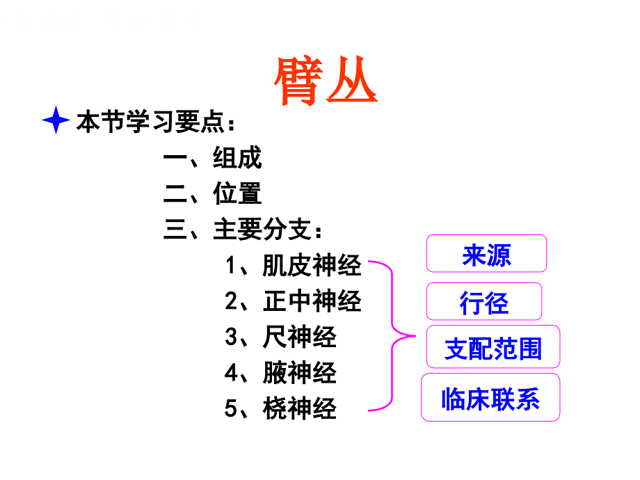 《系统解剖》课件22-23.脊神经2（臂丛）_第1页