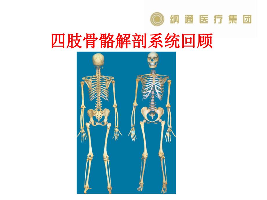 05四肢骨骼解剖基础知识_第1页