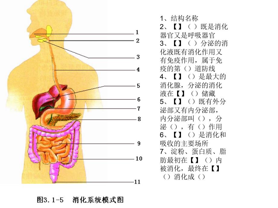 七下生物重点图_第1页