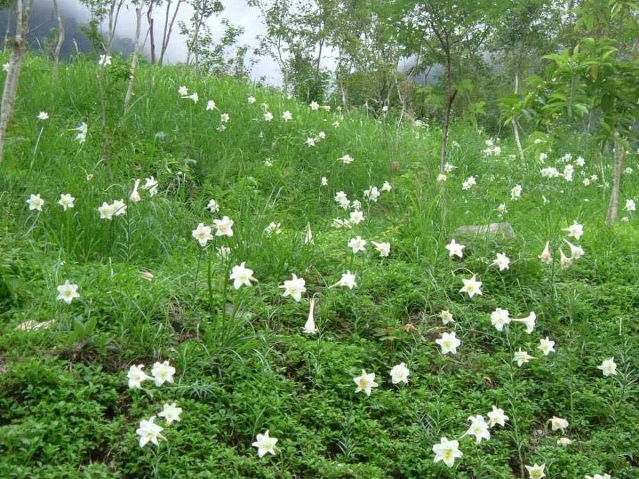 心田上的百合花开_第1页