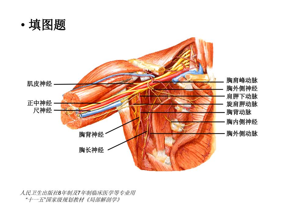 局部解剖学填图题_第1页