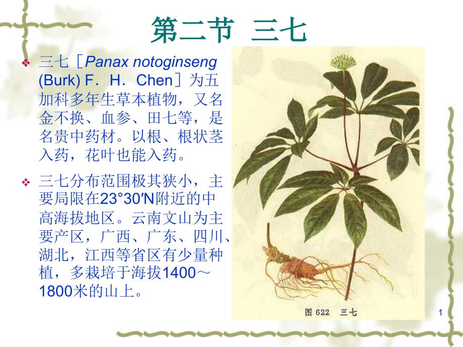 [药用植物栽培学]三七栽培技术_第1页