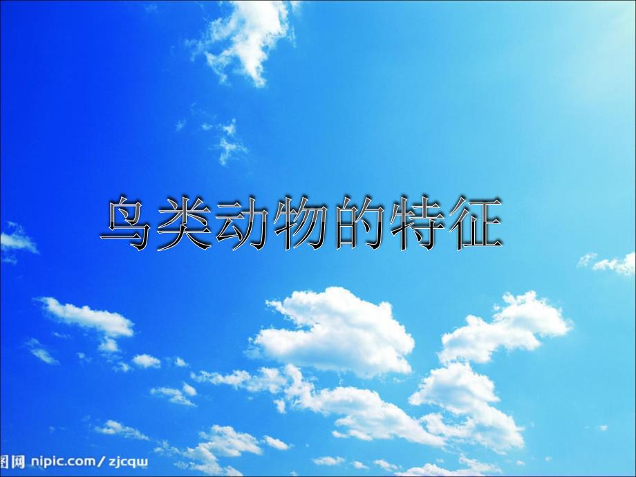 六年级上册科学课件－3鸟类动物的特征 ｜冀教版(共31张PPT)_第1页