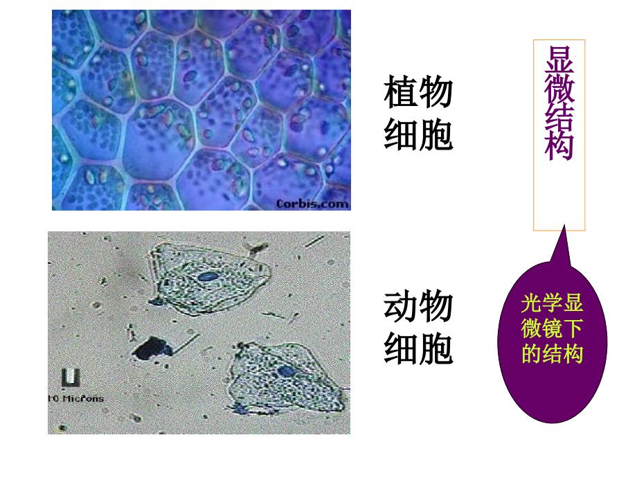 上课细胞器-系统内的分工合作-ppt_第1页