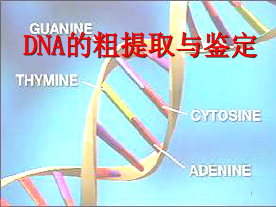 DNA粗提取与鉴定(用)_第1页