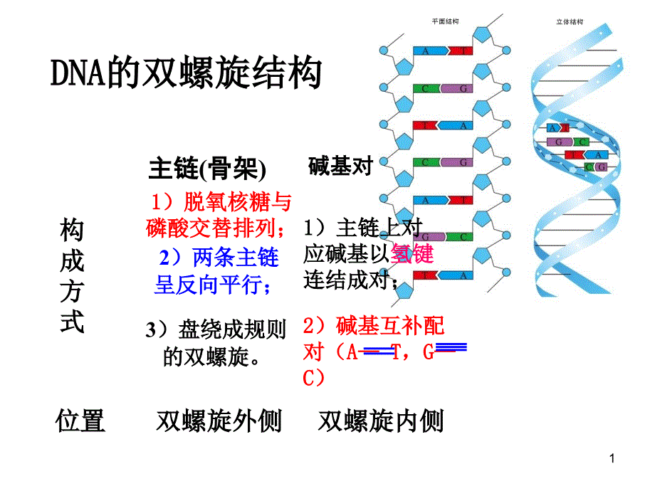 DNA的双螺旋结构_第1页