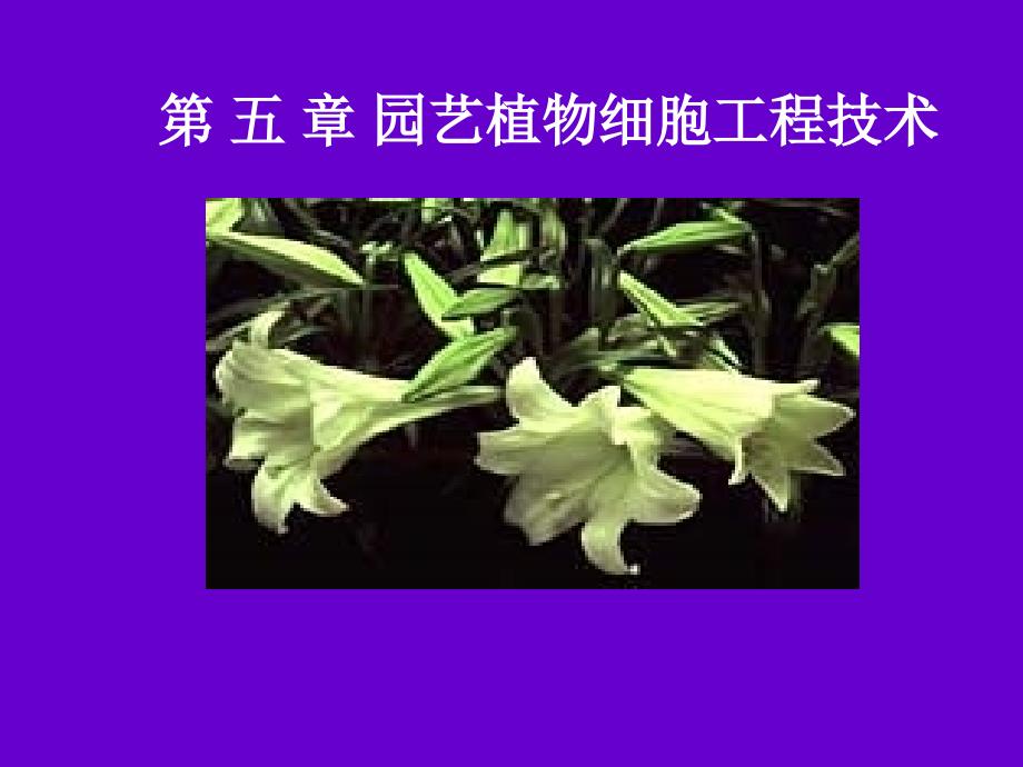 第五章 植物细胞培养及原生质体培养_第1页