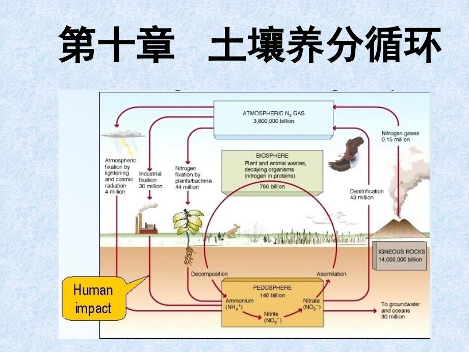 第十章 土壤养分循环_第1页