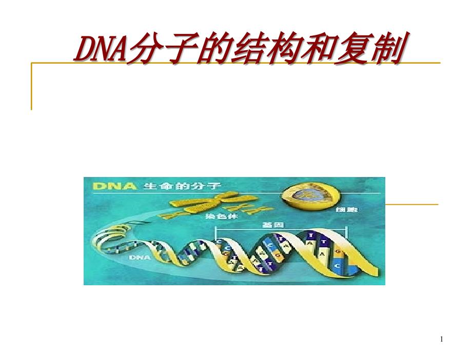 DNA的结构和复制01_第1页