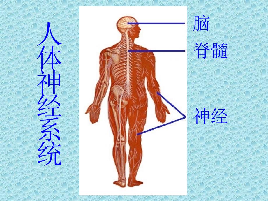 六年级下册科学课件-2.8 生理与适应丨冀教版(共12张PPT)_第1页