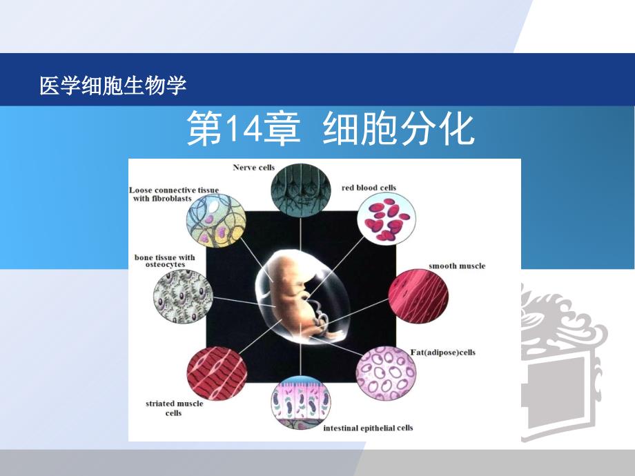 《医学细胞生物学》本科课件14章 细胞分化（修改后）_第1页