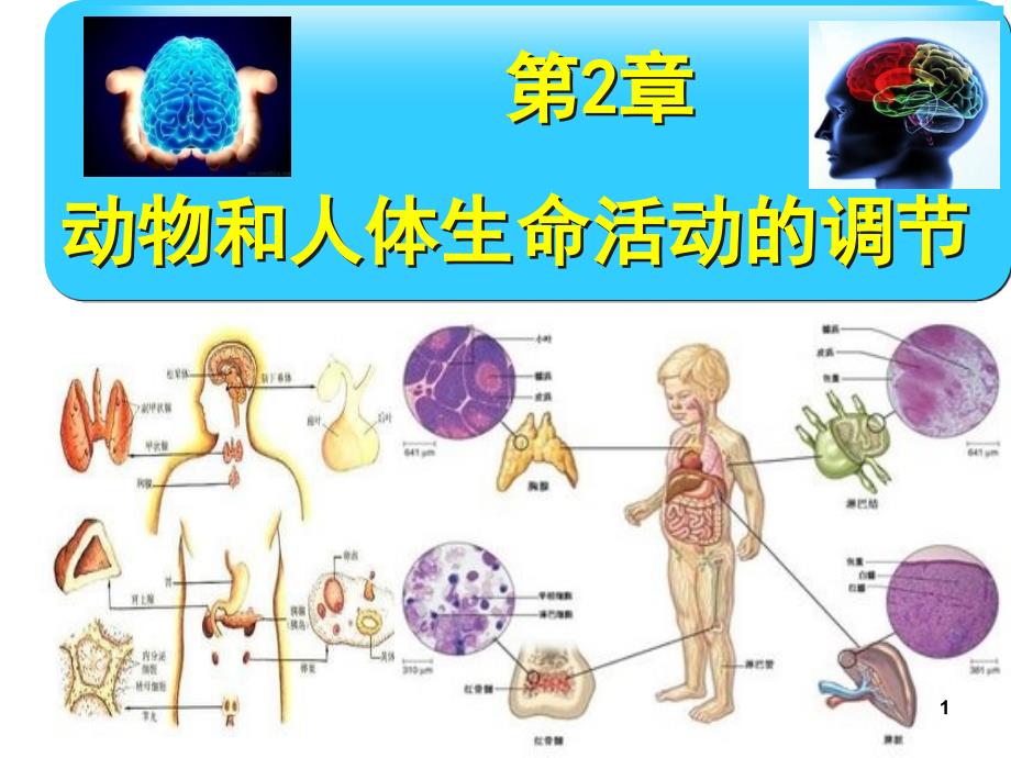 bx通过神经系统的调节_第1页