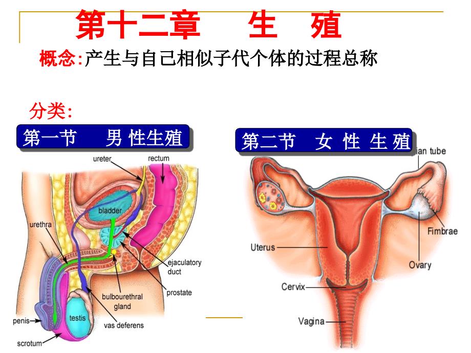 生理学 第十二章 生殖_第1页